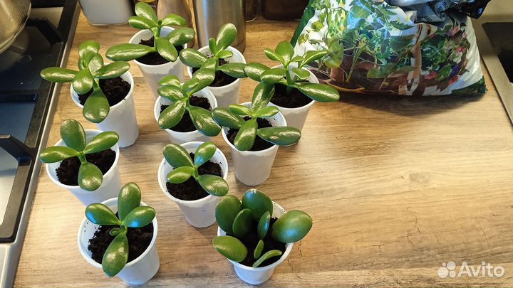 Денежное дерево (толстянка)