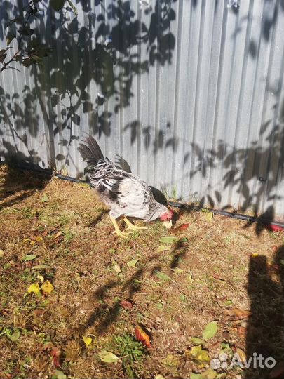 Молодые курочки и петушки (4,5 месяца)