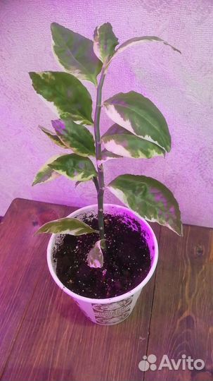 Педилантус