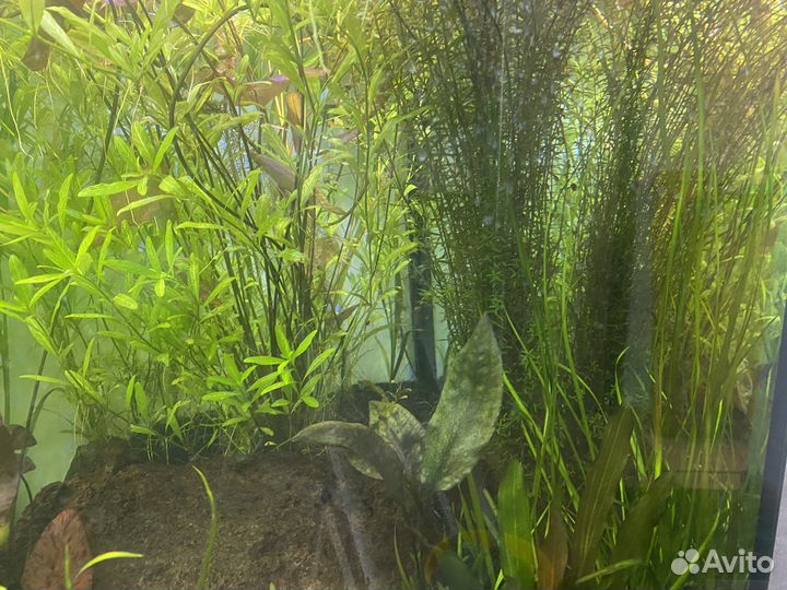 Аквариумные растения