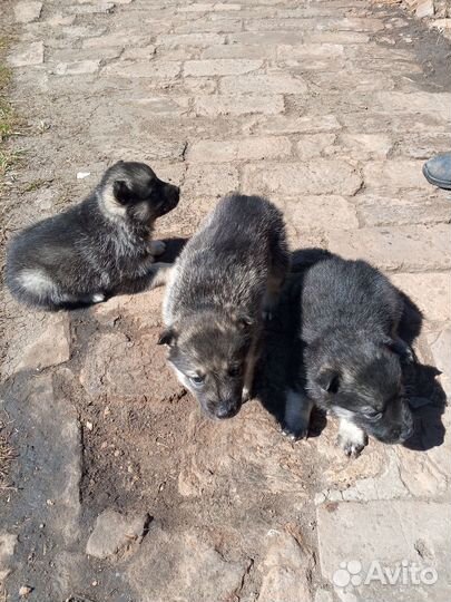 Щенки