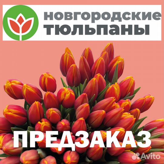 Предзаказ тюльпаны на 8 марта