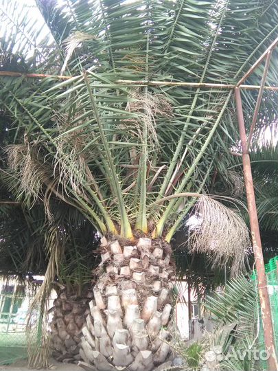 Пальма финиковая