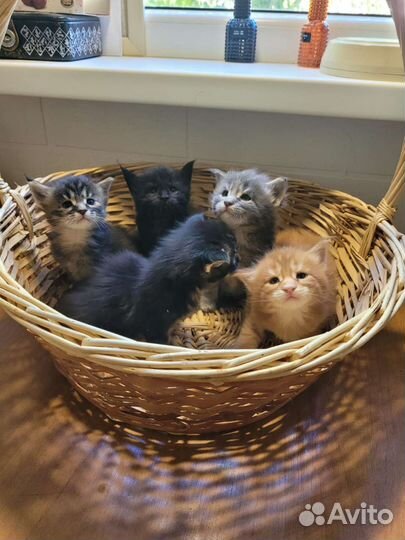 Котята мейн-кун с документами