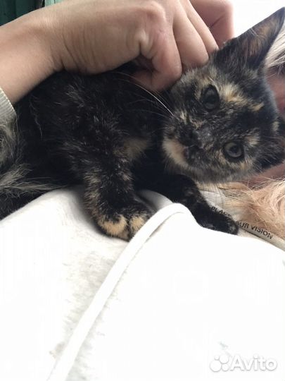 Трехцветная черепаховая котенок