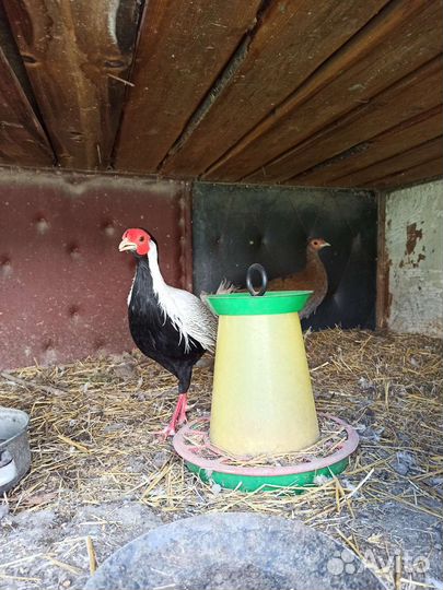 Фазаны серебряные, золотые, лимоные