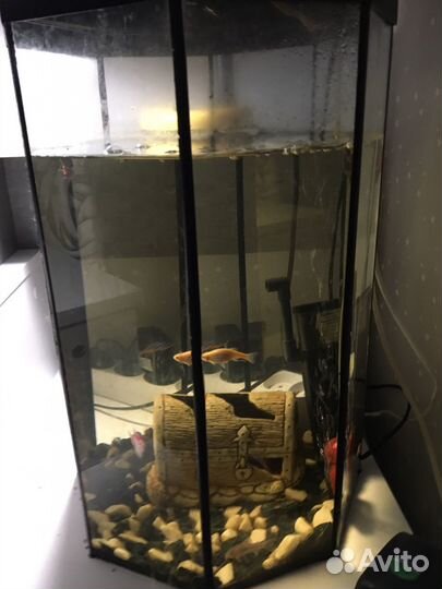 Аквариум с рыбками и улитками