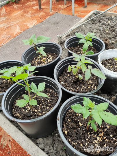 Ежевика зкс