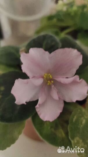 Детки сортовых фиалок хорошо пророщенные