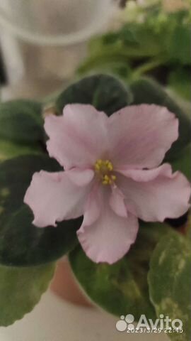 Детки сортовых фиалок хорошо пророщенные