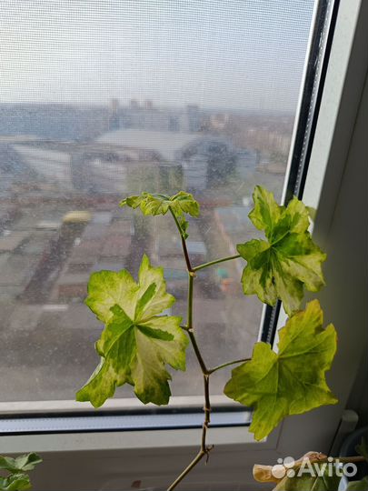 Пеларгония герань плющелистная