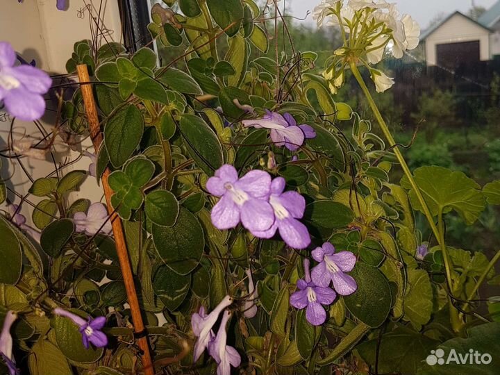 Стрептокарпелла