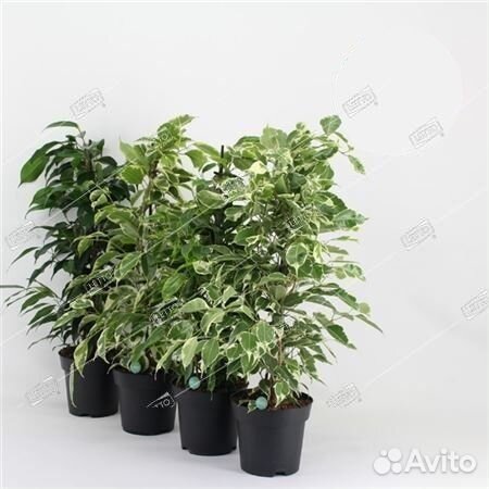 Фикус Бенджамина элитный микс Ficus benjamina elit