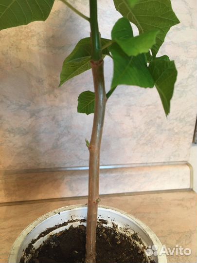 Пуансеттия