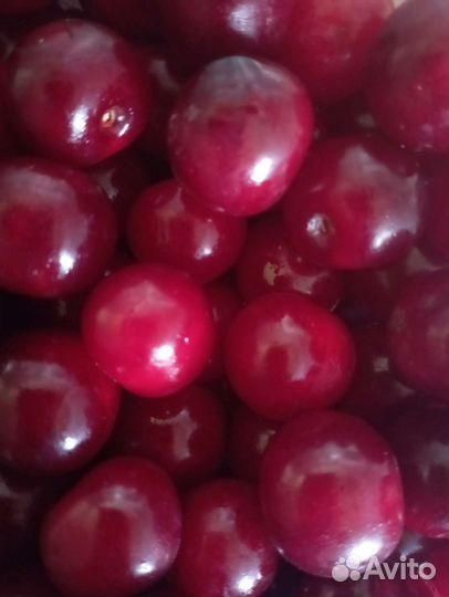 Вишня ягода