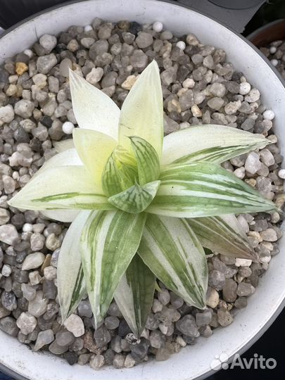 Хавортия Ладьевидная вариегатная