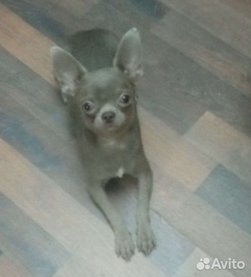 Чихуахуа лиловый кобель мини вязка