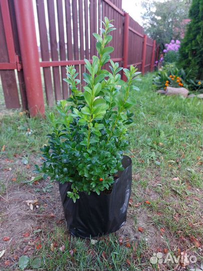 Саженцы самшита