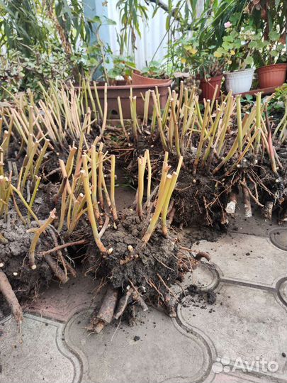 Саженцы пиона Сара Бернард