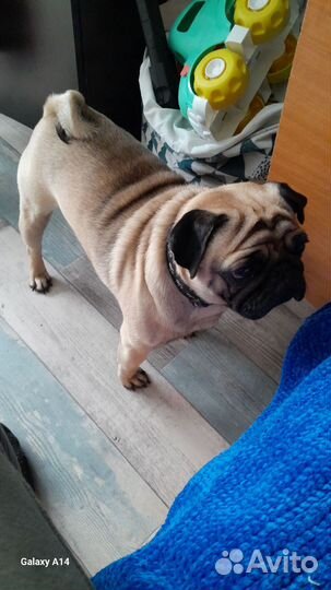 Собака мопс