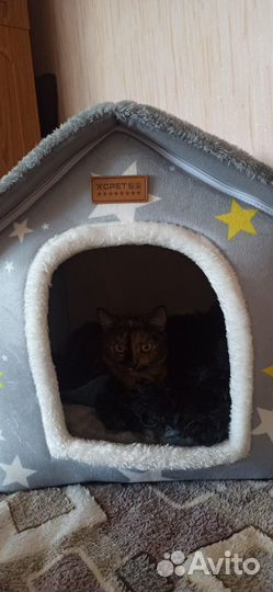 Будка для собак и кошек