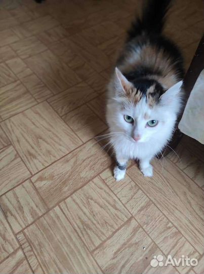 Кошки в добрые руки