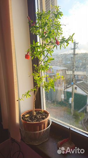 Гранат комнатный нано