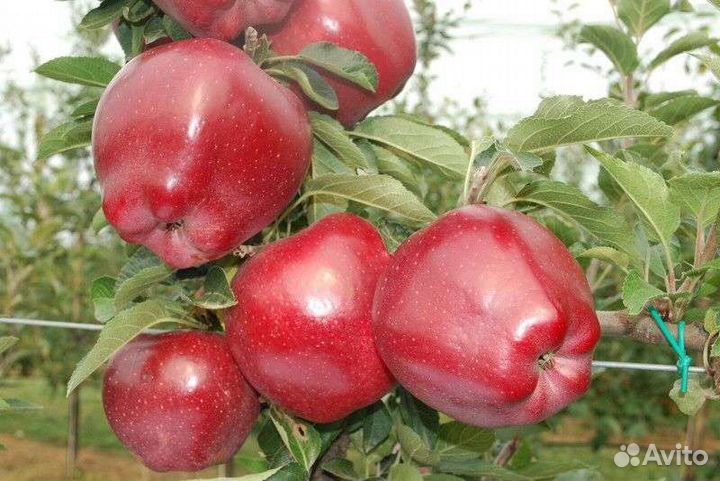 Саженцы Яблони Ред Чиф