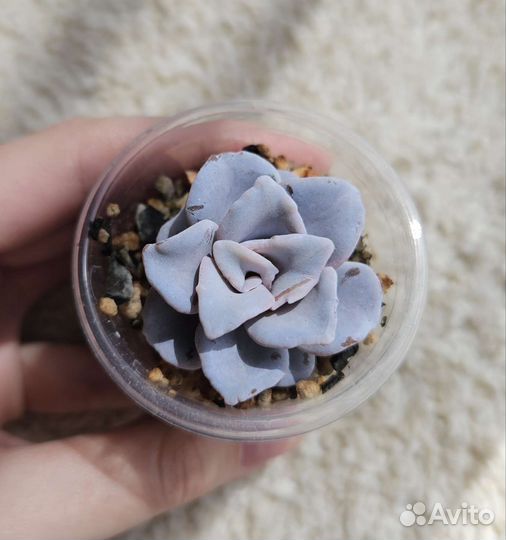 Echeveria Crispate Beauty