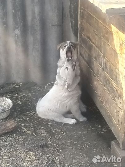 Собака в добрые руки лайка