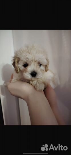 Мальтипу f1 микро