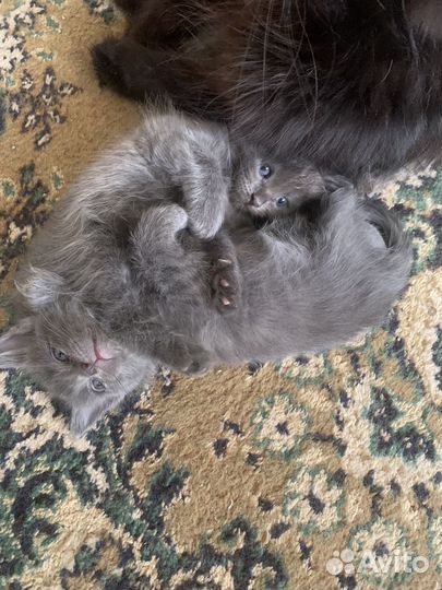 Котята мейн-кун