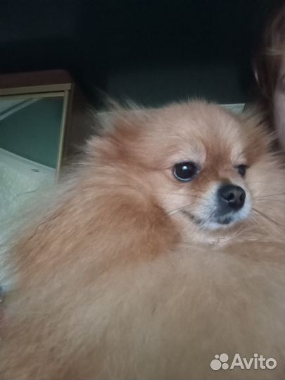 Померанский шпиц девочка