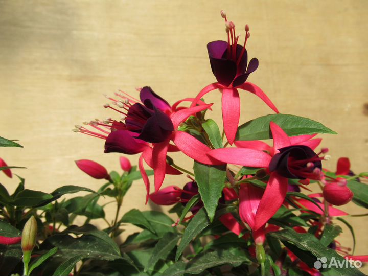 Карликовые фуксии