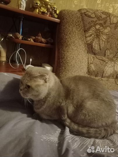 Шотландская кошечка