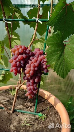 Саженцы столового винограда трехлетние