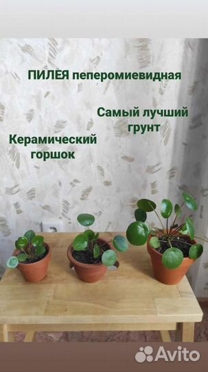 Пилея пеперомиевидная