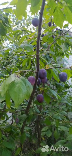 Слива синяя венгерка