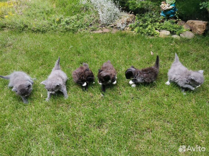 Британские котята