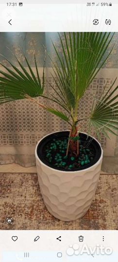 Отдам пальму за шоколадку