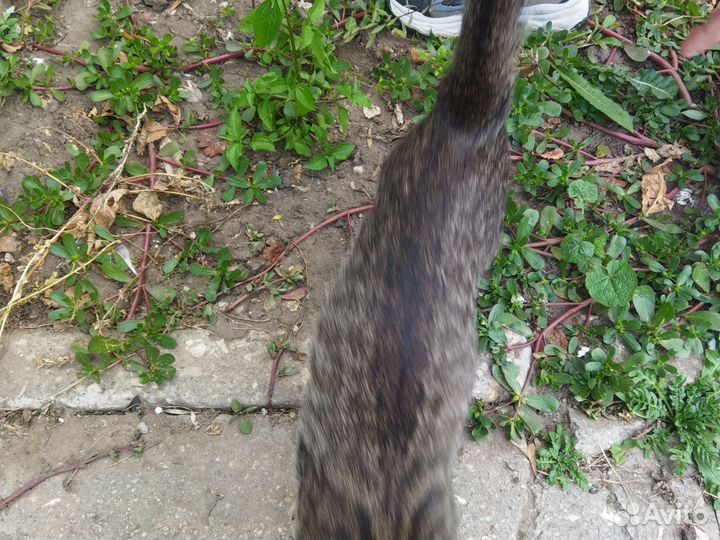 Кошка в дар