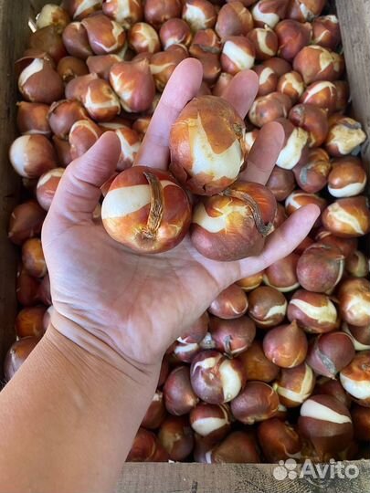 Лук Аллиум декоративный Маунт Эверест