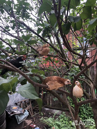 Семья декоративных кур бентамок