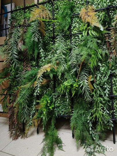 Растения для озеленения потолков, от