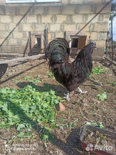 Ухейилюй куры