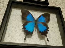 Бабочка в рамке Papilio ulysses (парусник Улисс)