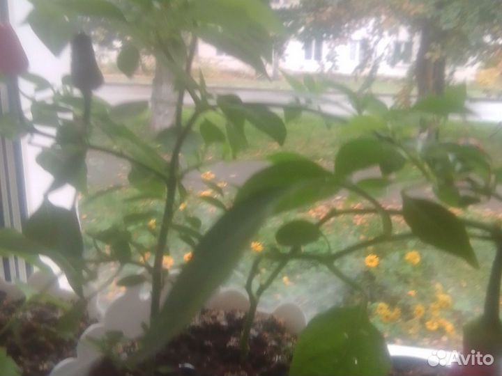 Растениях перец горьким домащнии