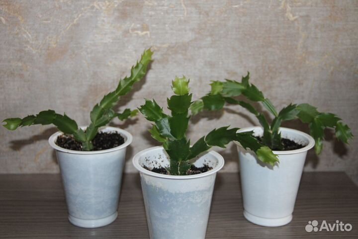 Декабрист белый