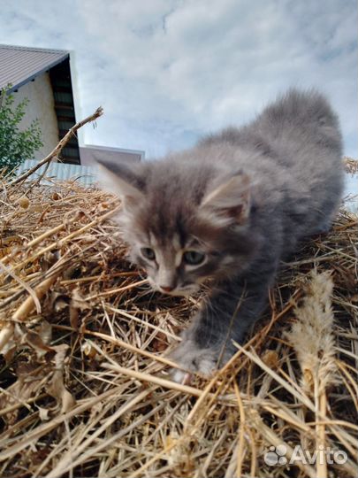 Котята. Мальчики