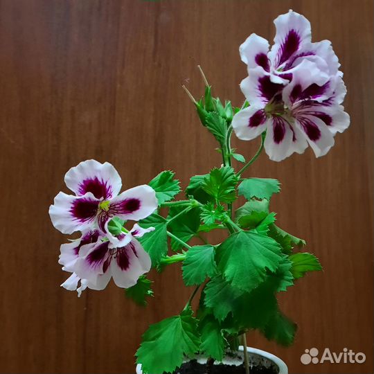 Пеларгония королевская сортовая